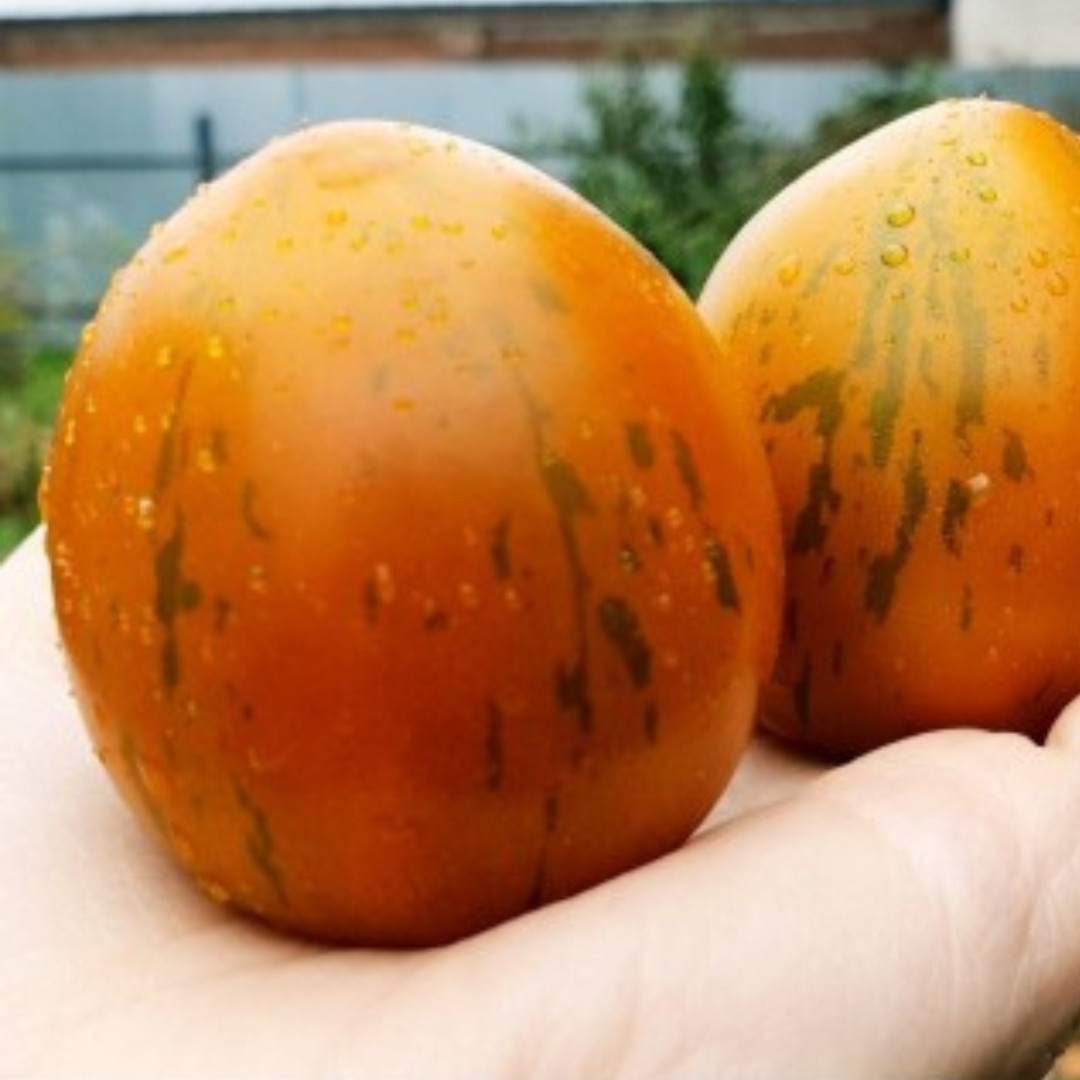 Tomato Seeds Kozula 148/1 - 10