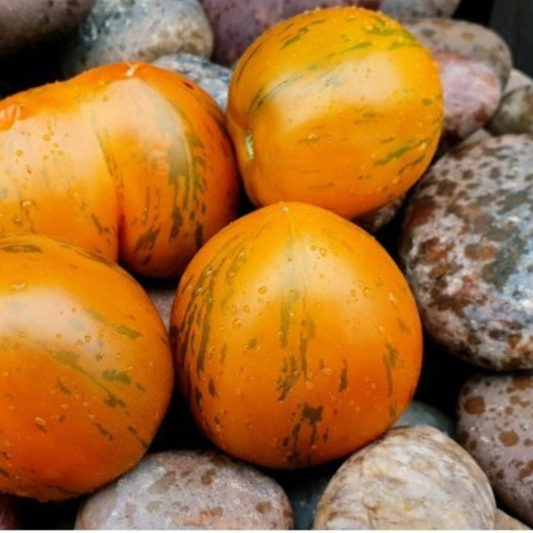 Tomato Seeds Kozula 148/1 - 10