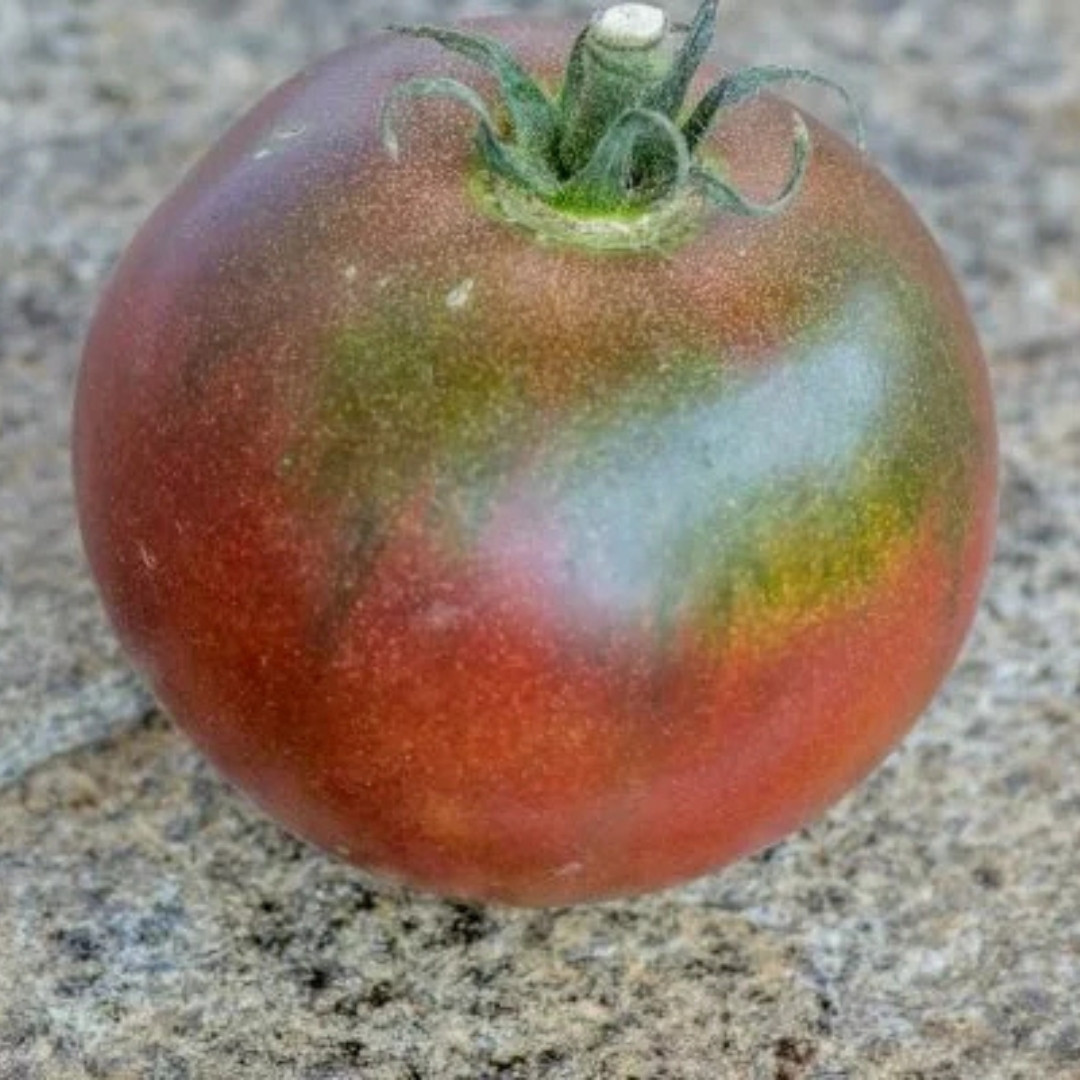 Tomato Seeds Kozula 148/1 - 10