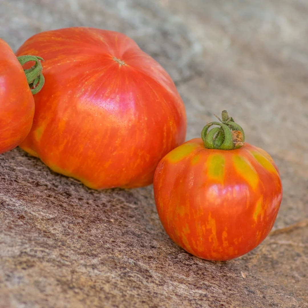 Tomato Seeds Kozula 148/1 - 10