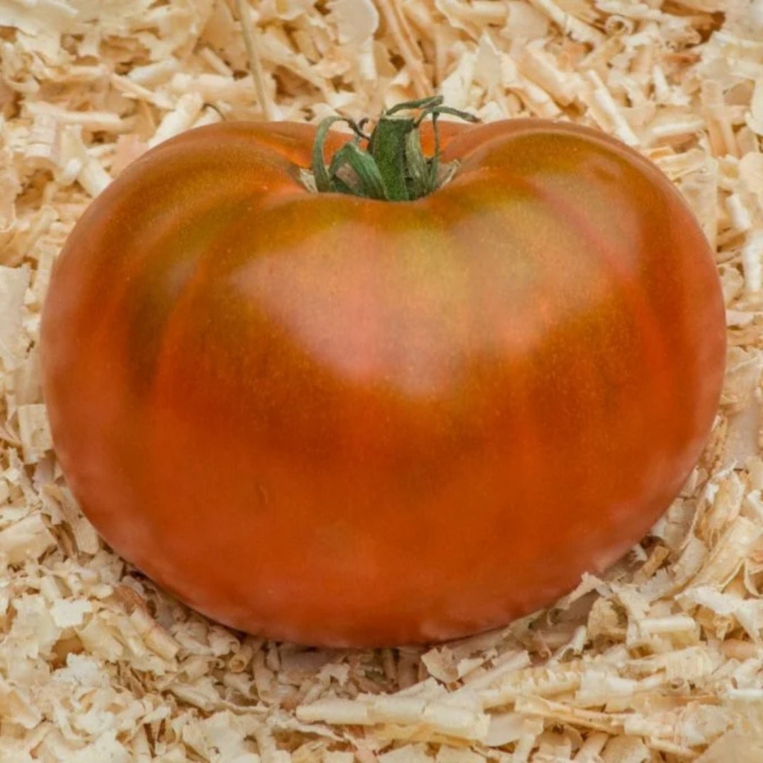 Tomato Seeds Kozula 174 - 10