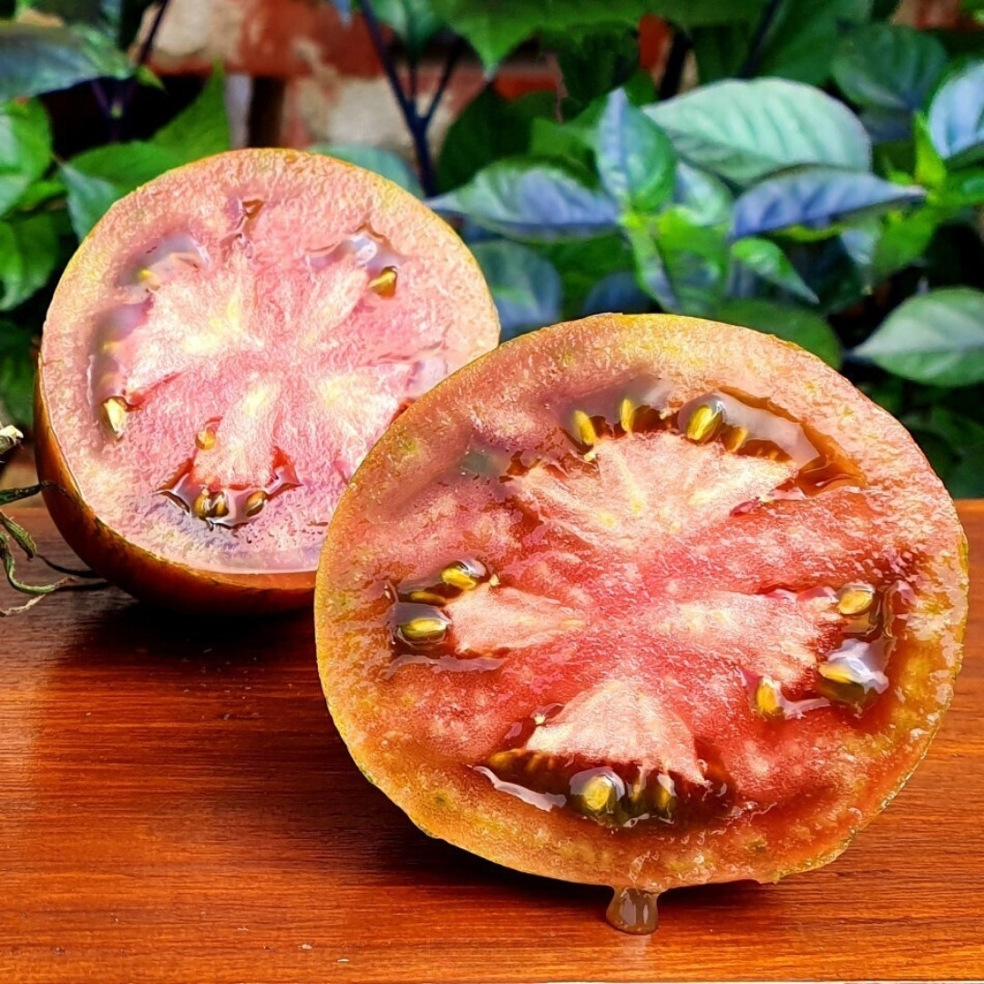 Tomato Seeds Kozula 90 - 10