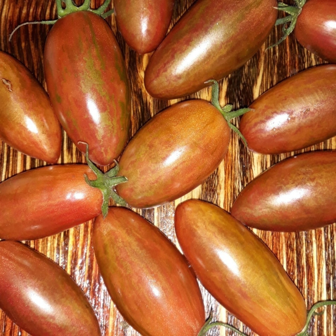 Tomato Seeds Kozula 90 - 10
