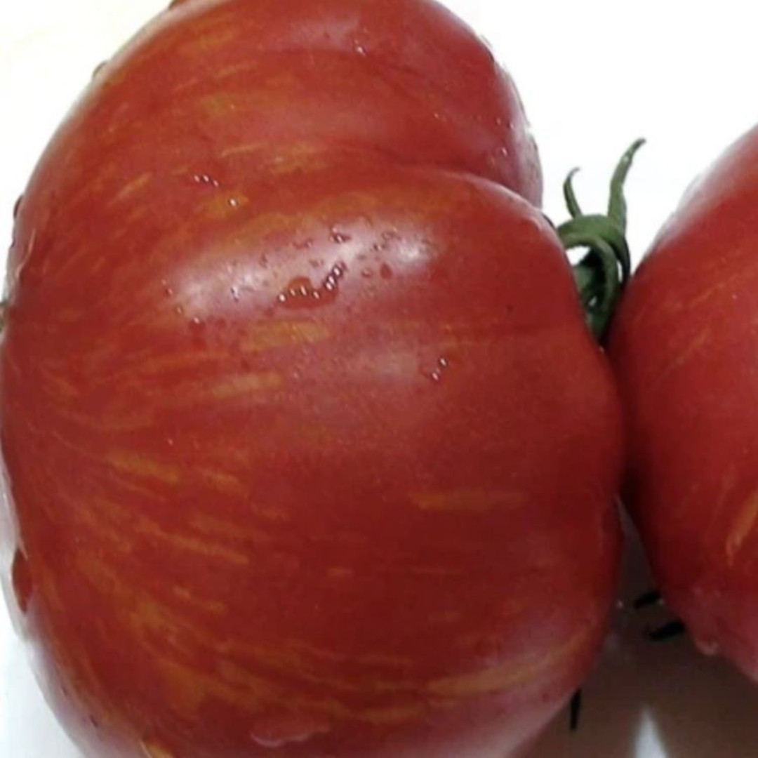 Tomato Seeds Kozula 203/1 - 10