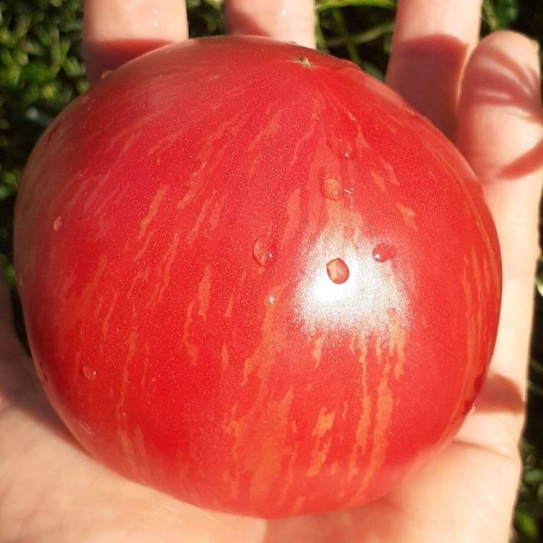 Tomato Seeds Kozula 203/1 - 10