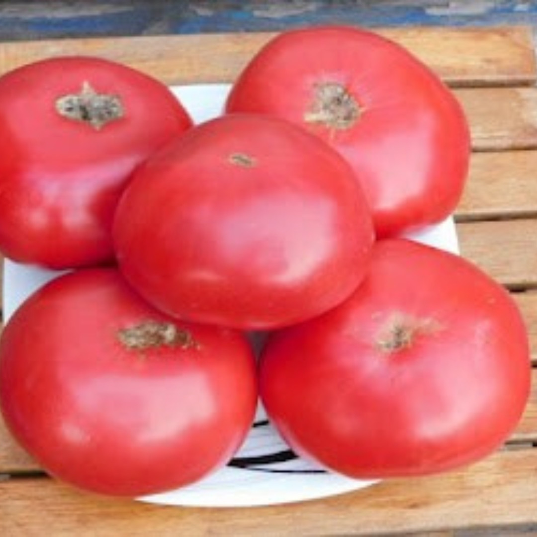 Tomato Seeds Kozula 44 - 10