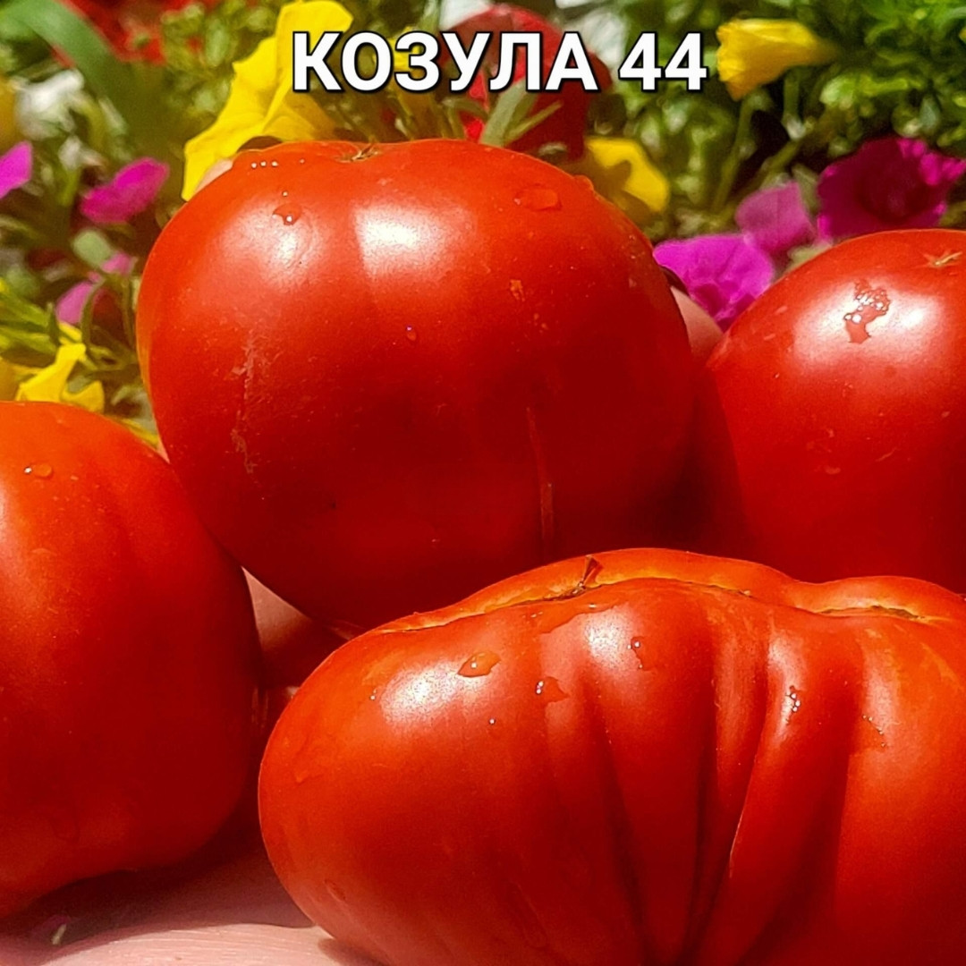 Tomato Seeds Kozula 44 - 10