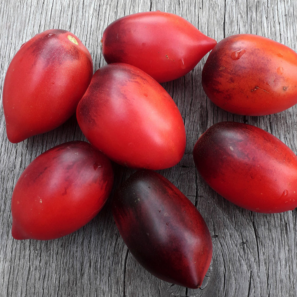 Tomato seeds Pascal de Picardie (Pascal from Picardy) - 10