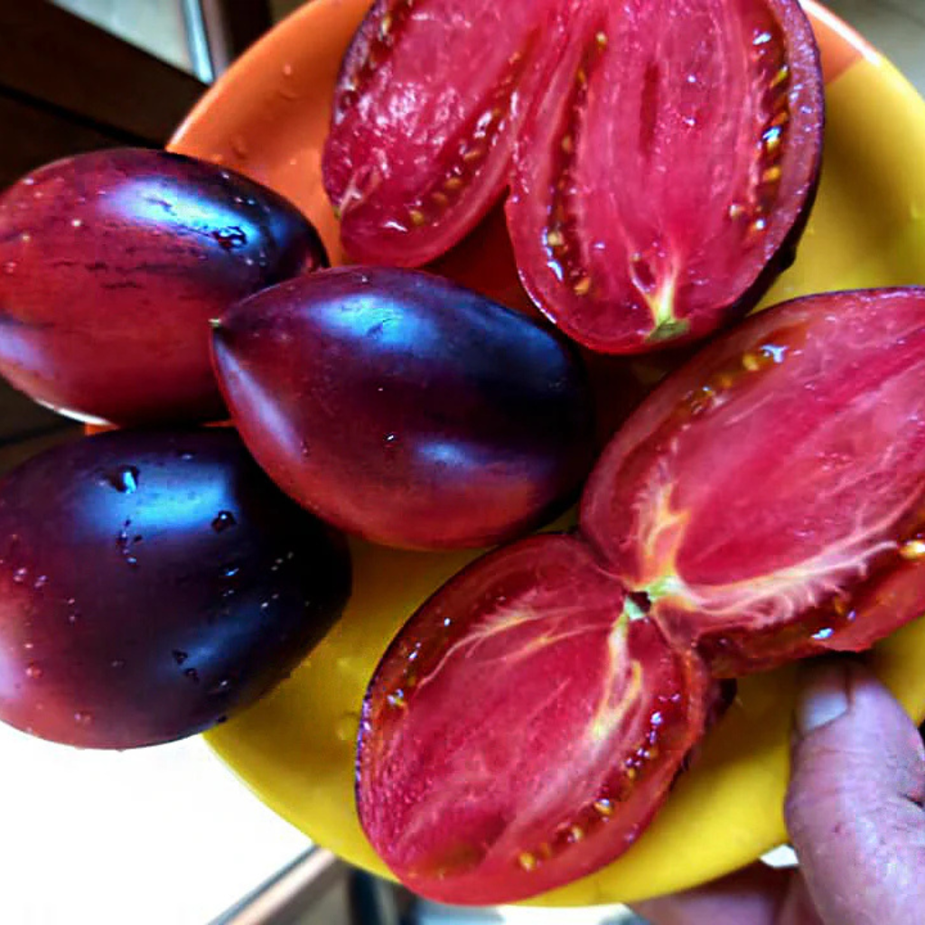 Tomato seeds Pascal de Picardie (Pascal from Picardy) - 10