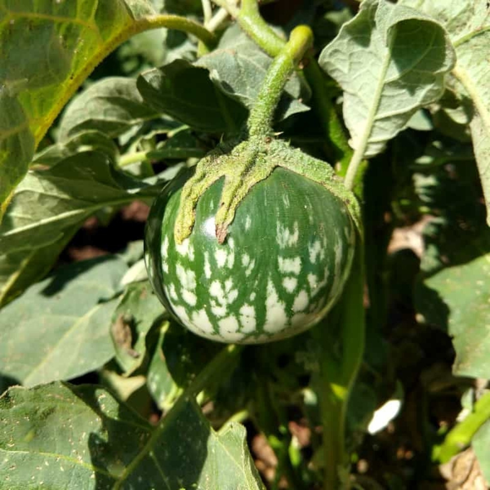 Thornless Eggplant seeds, Solanum Melongena - 20