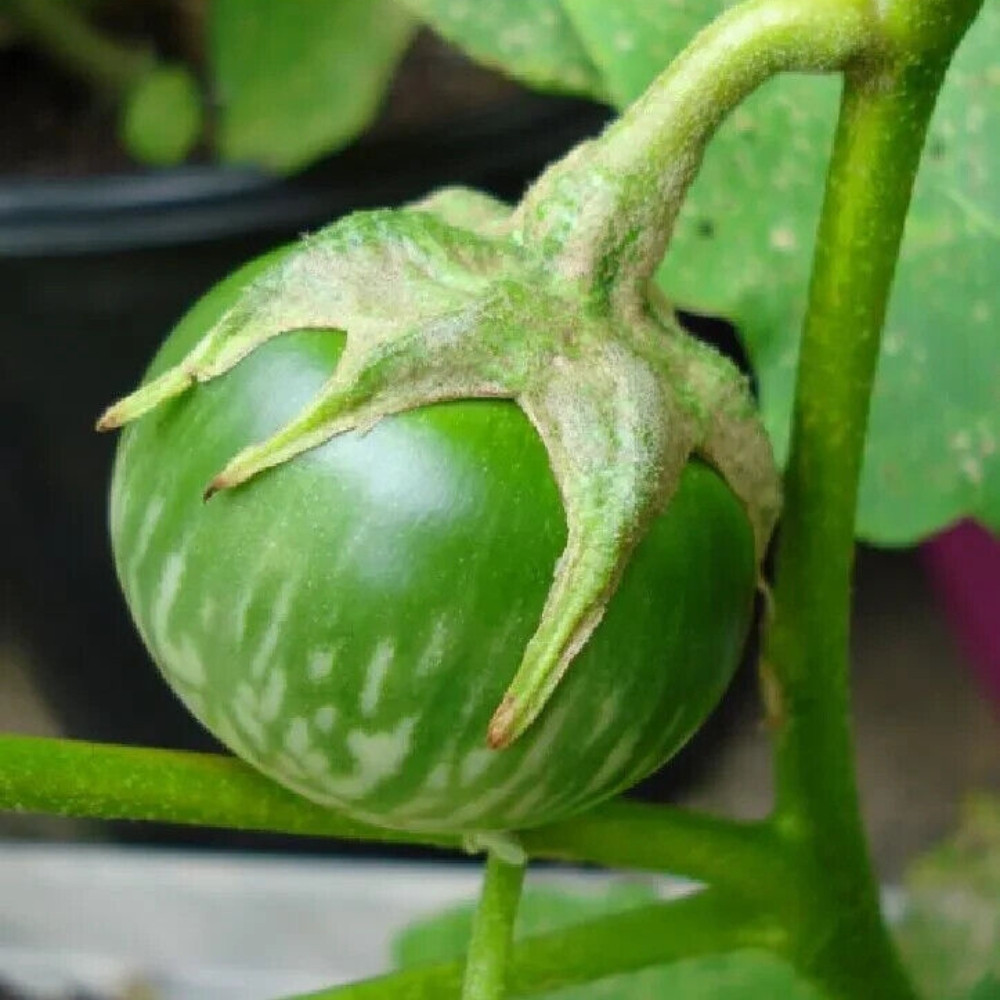 Thornless Eggplant seeds, Solanum Melongena - 20