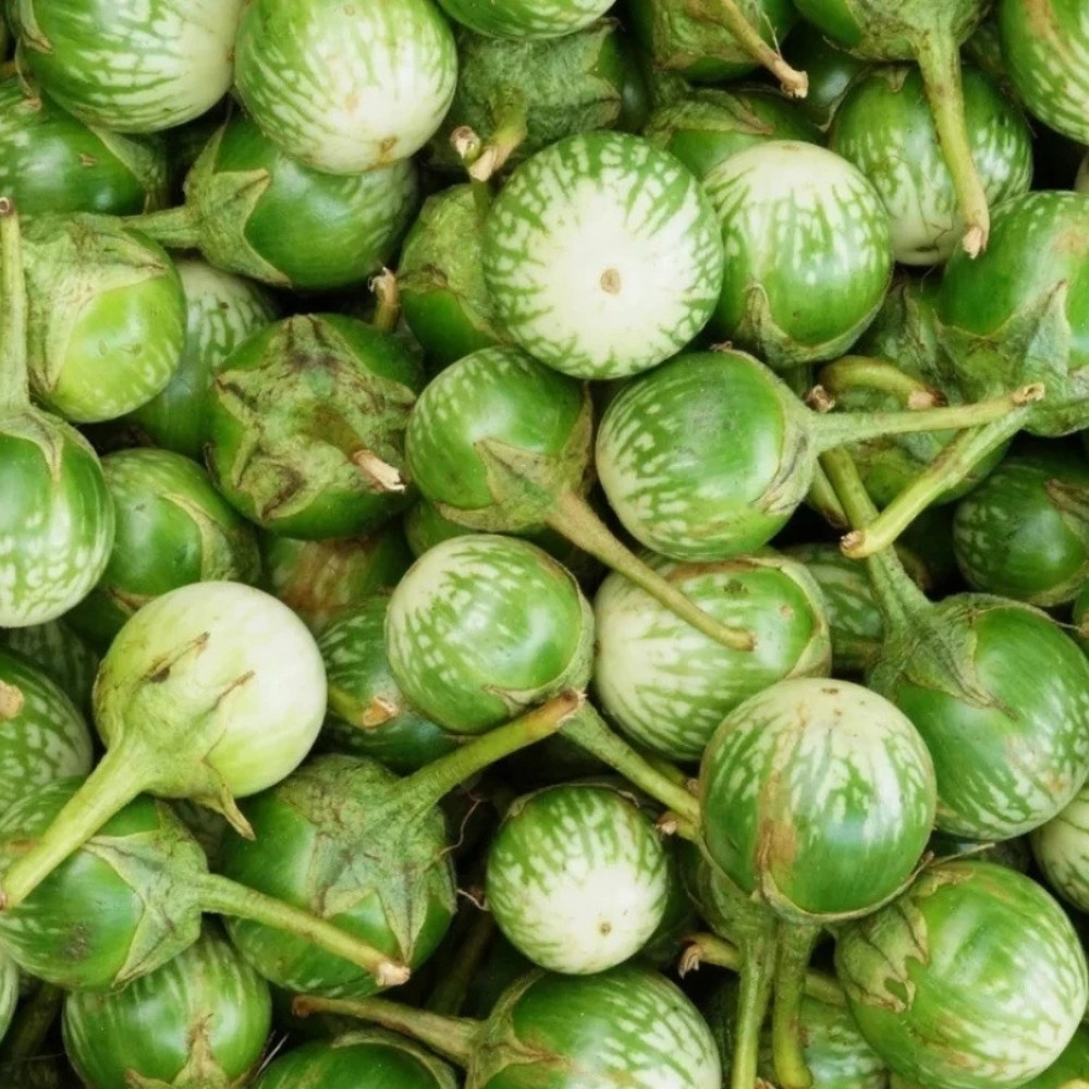 Thornless Eggplant seeds, Solanum Melongena - 20
