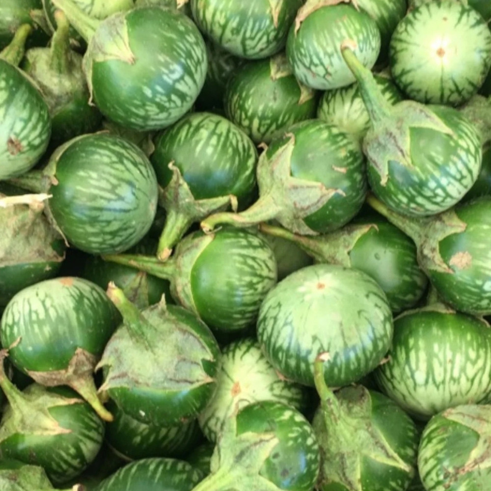 Thornless Eggplant seeds, Solanum Melongena - 20
