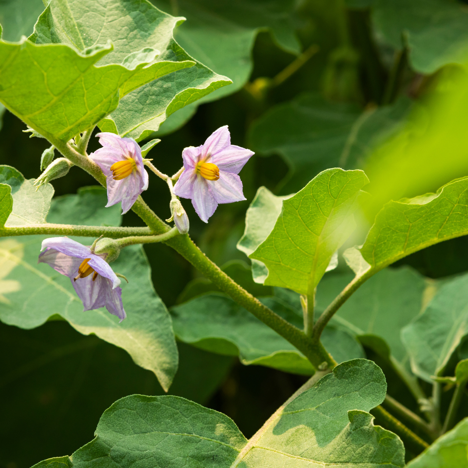 Thornless Eggplant seeds, Solanum Melongena - 20