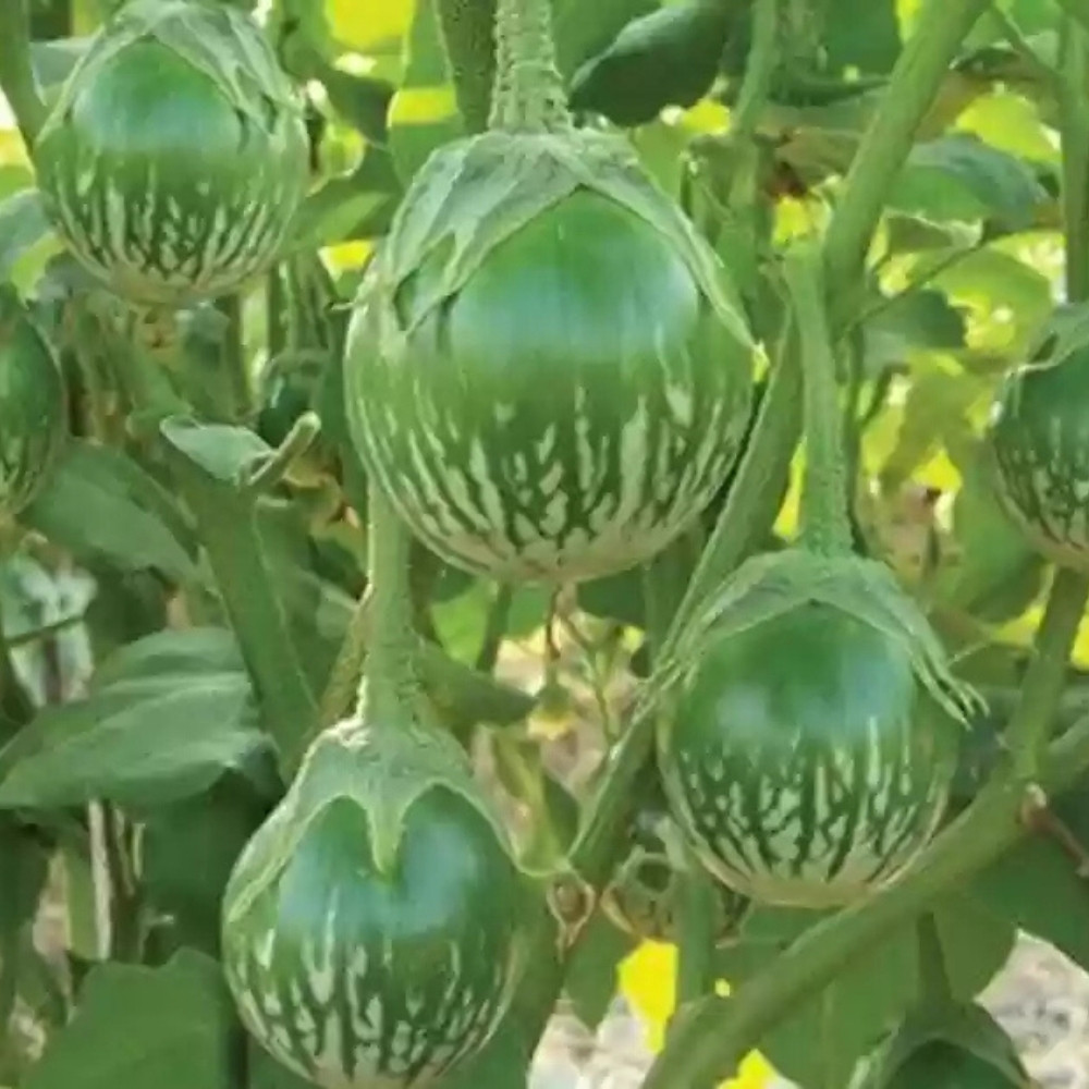 Thornless Eggplant seeds, Solanum Melongena - 20