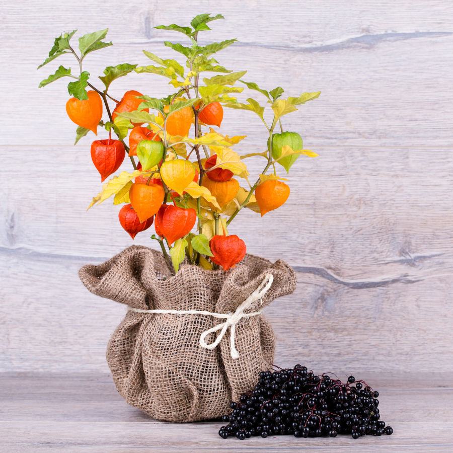 Physalis Sweet Yellow seeds, Physalis Peruviana - 30
