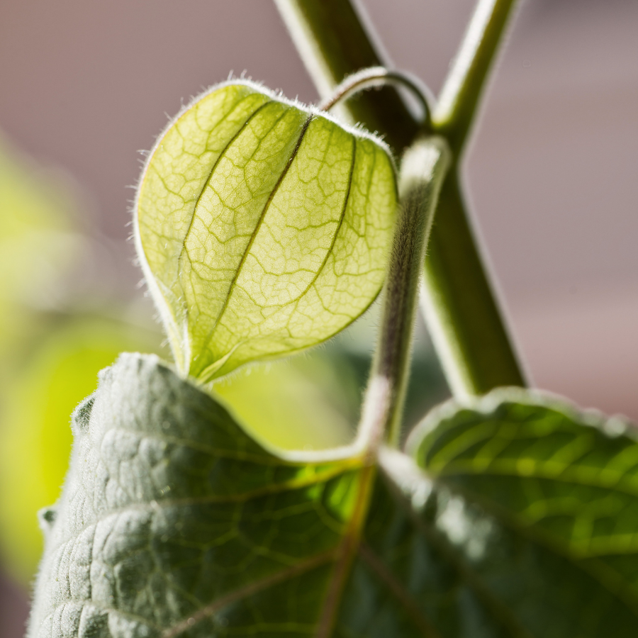 Physalis Sweet Yellow seeds, Physalis Peruviana - 30