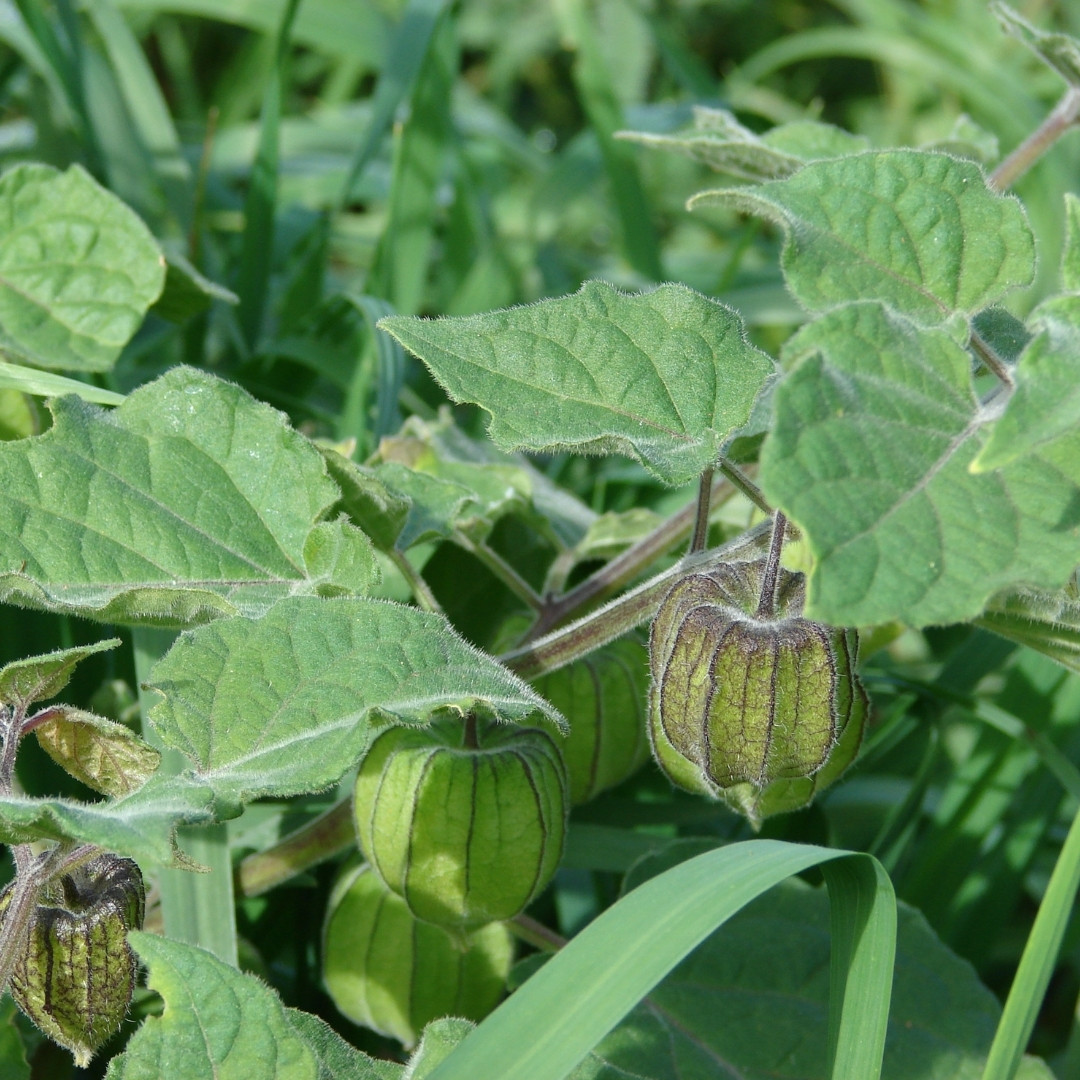 Physalis Yellow Sweet Seeds - 30