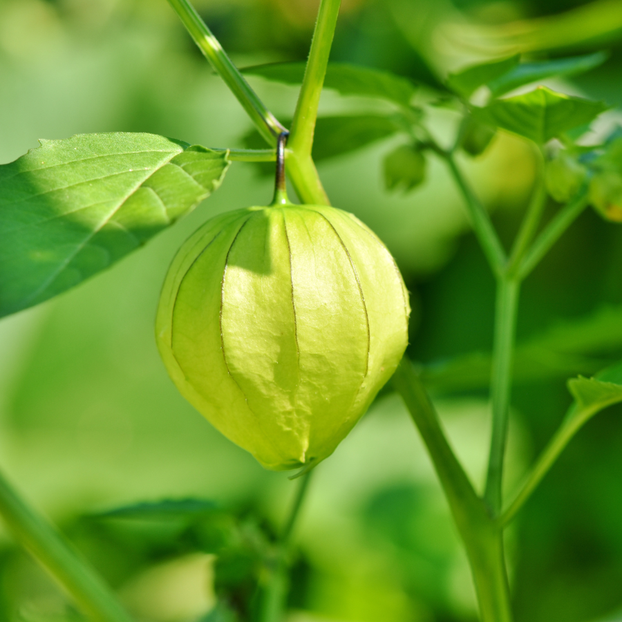 Physalis Sweet Yellow seeds, Physalis Peruviana - 30