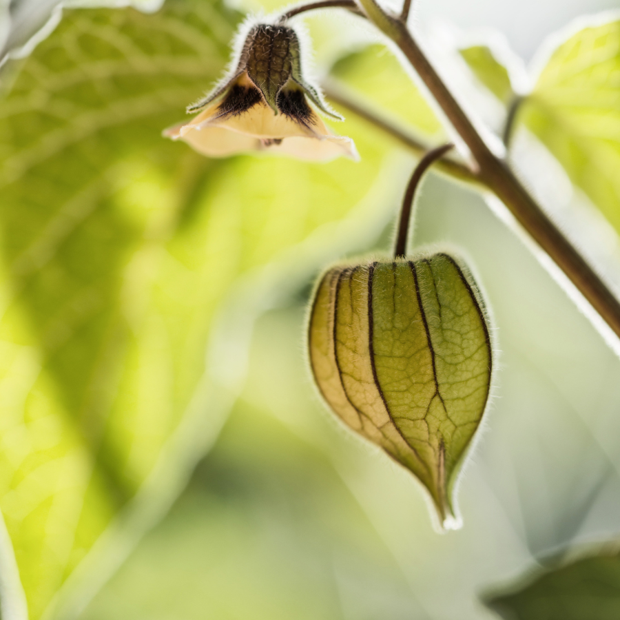Physalis Sweet Yellow seeds, Physalis Peruviana - 30