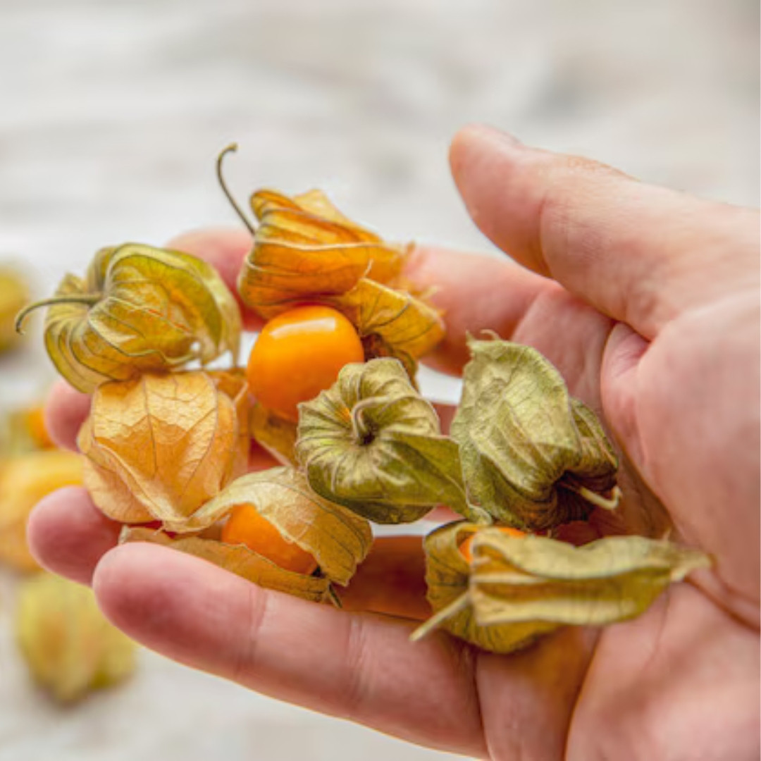 Physalis Yellow Sweet Seeds - 30