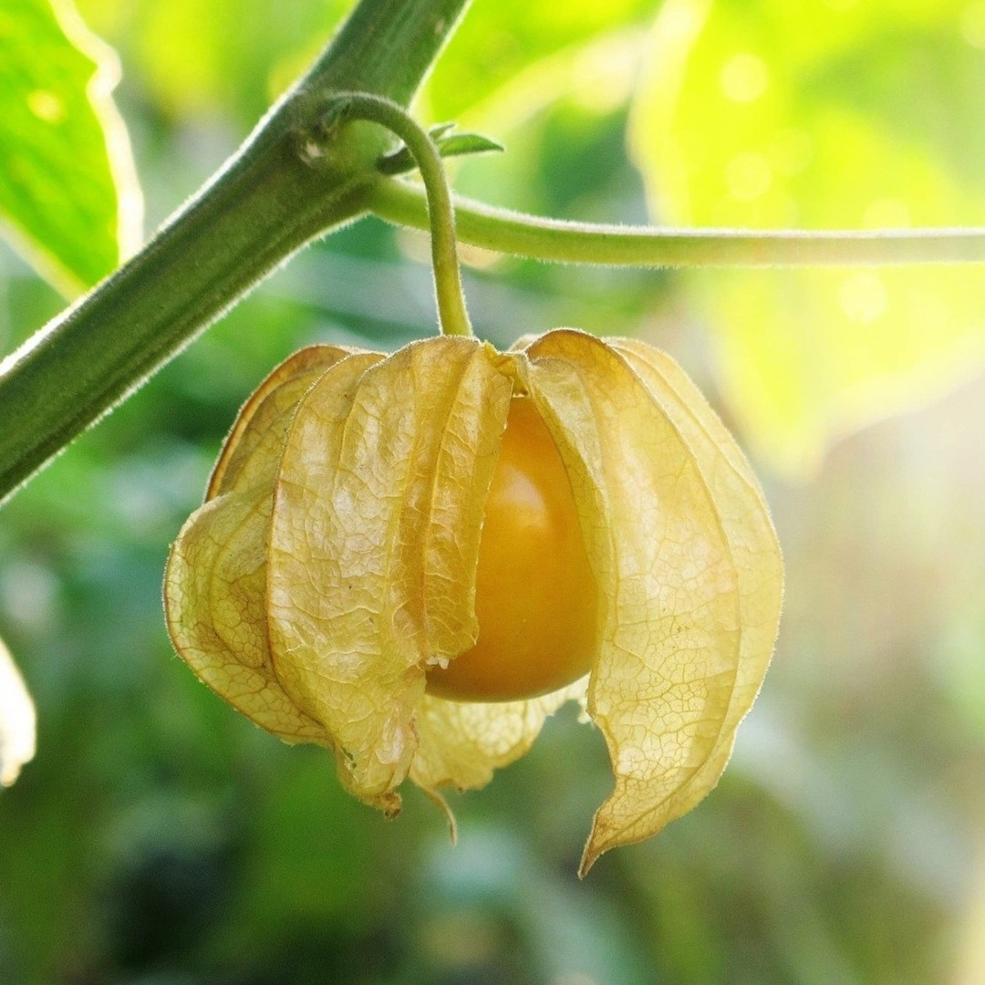 Physalis Yellow Sweet Seeds - 30