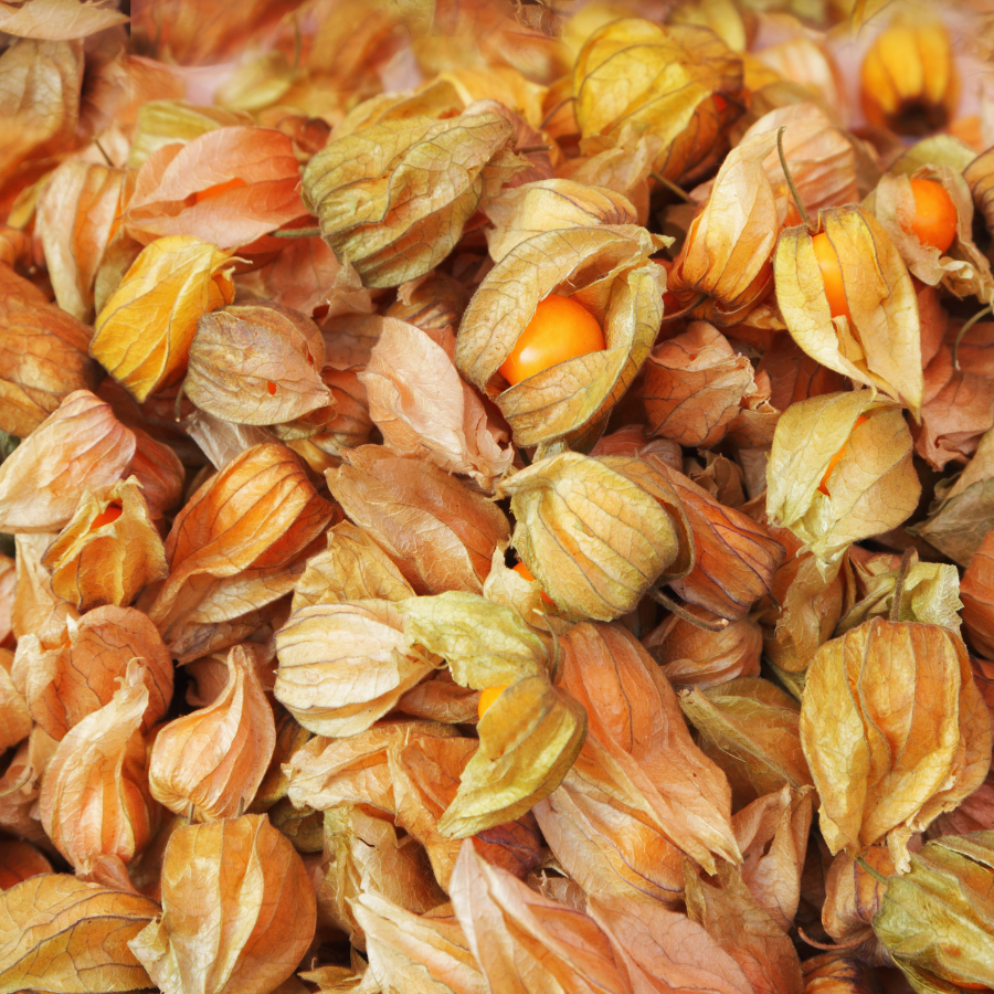 Physalis Sweet Yellow seeds, Physalis Peruviana - 30