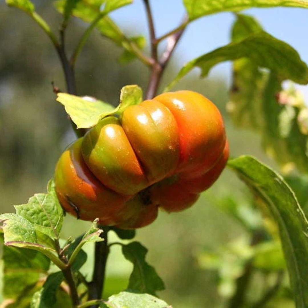 Ethiopian Red Ribbed Eggplant Seeds, Solanum Aethiopicum - 10
