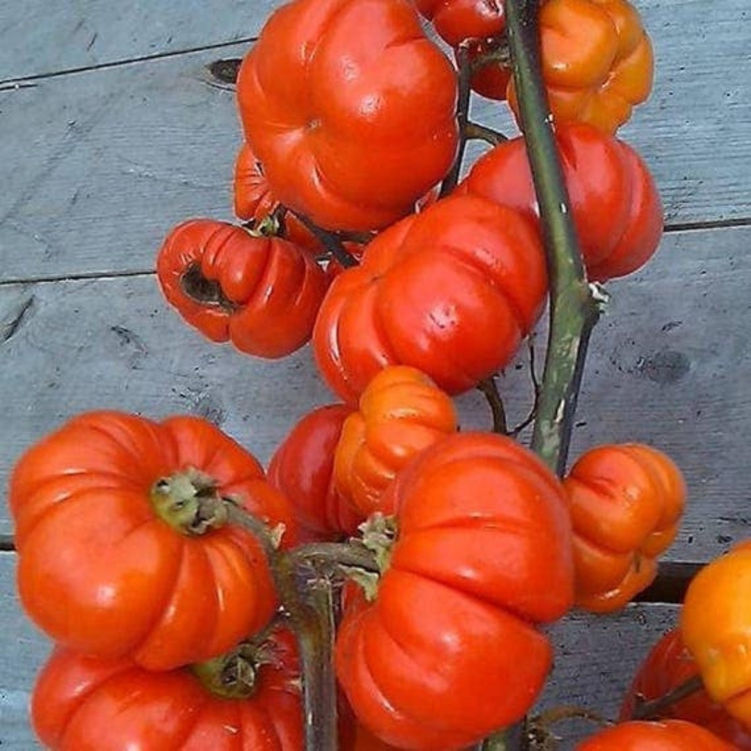 Ethiopian Red Ribbed Eggplant Seeds, Solanum Aethiopicum - 10