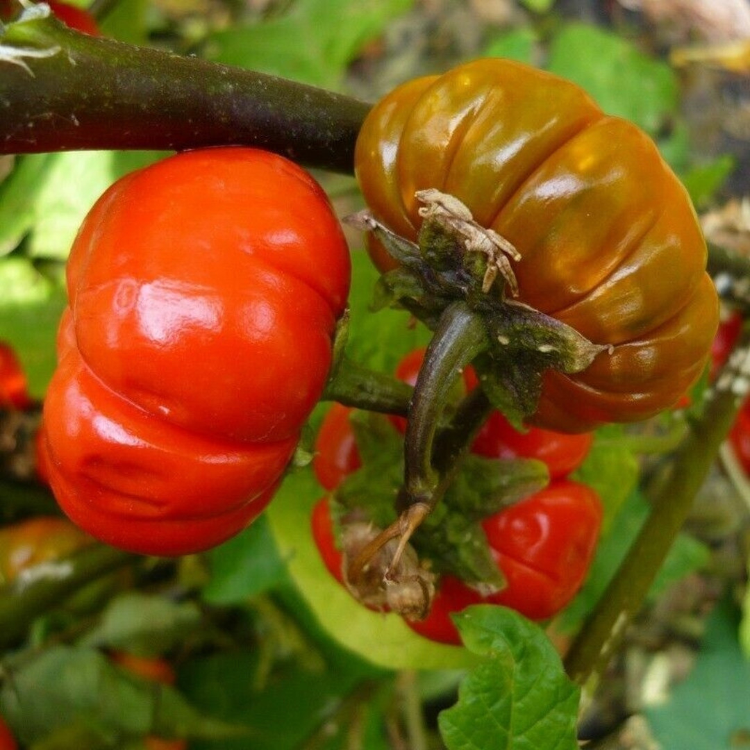 Ethiopian Red Ribbed Eggplant Seeds, Solanum Aethiopicum - 10