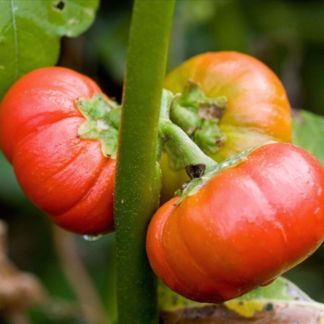 Ethiopian Red Ribbed Eggplant Seeds, Solanum Aethiopicum - 10