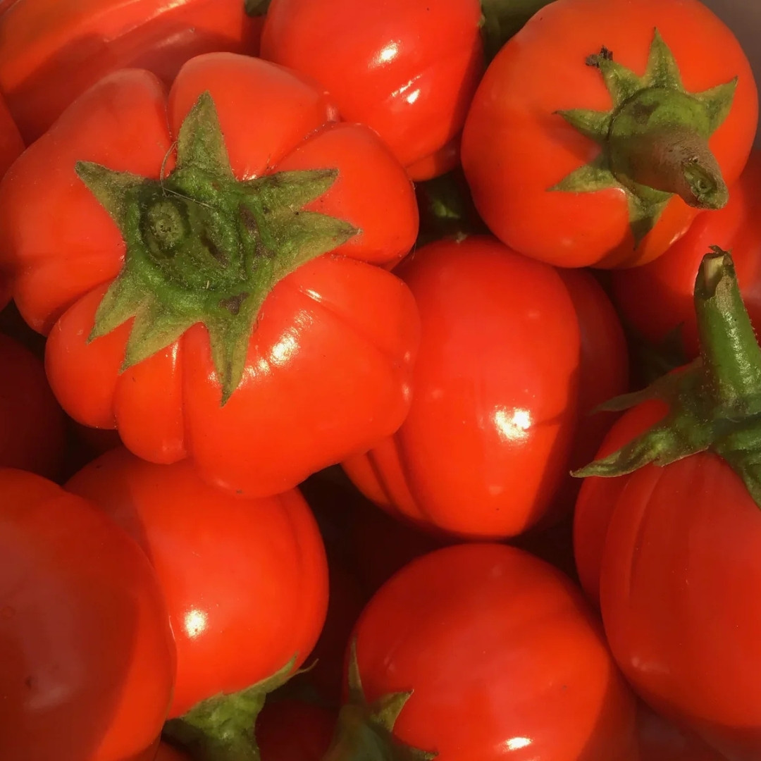 Ethiopian Red Ribbed Eggplant Seeds, Solanum Aethiopicum - 10