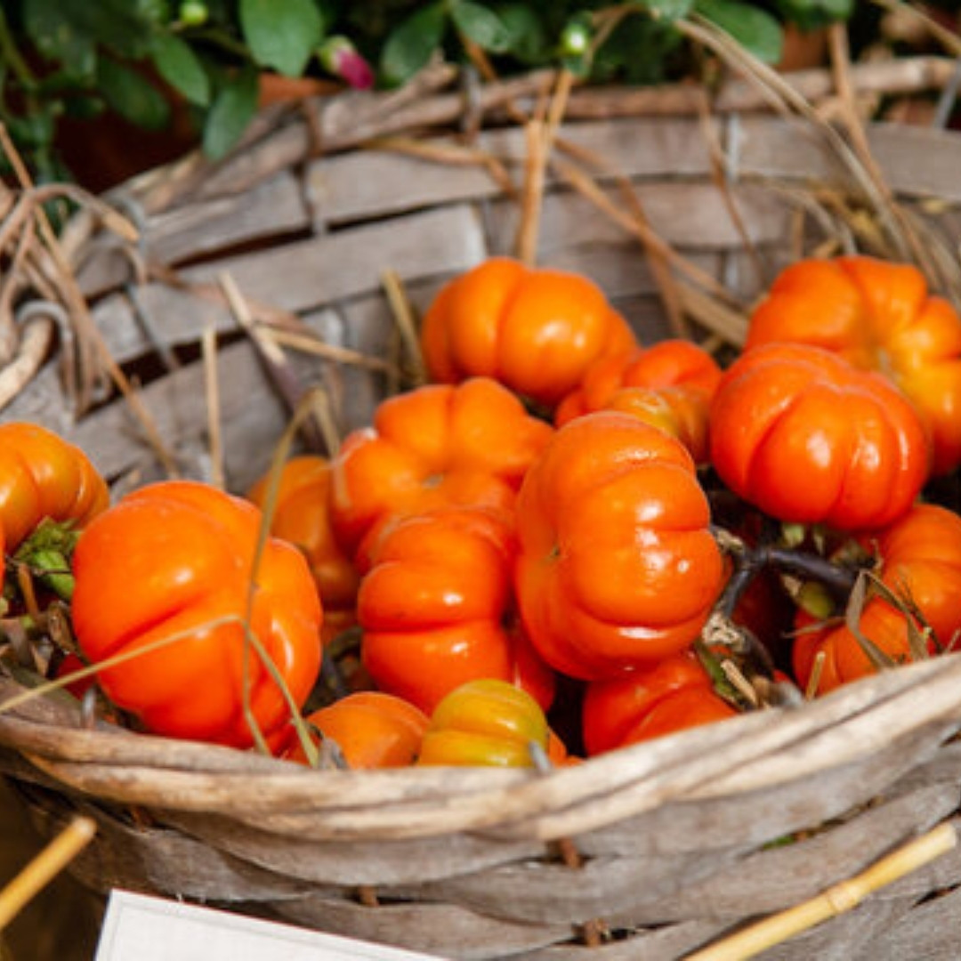 Ethiopian Red Ribbed Eggplant Seeds, Solanum Aethiopicum - 10