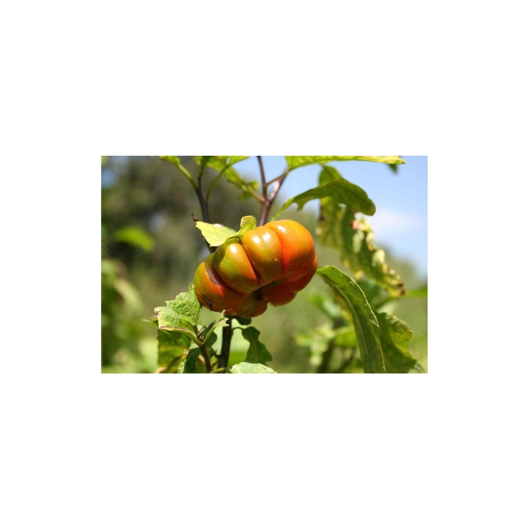 Ethiopian Red Ribbed Eggplant Seeds, Solanum Aethiopicum - 10