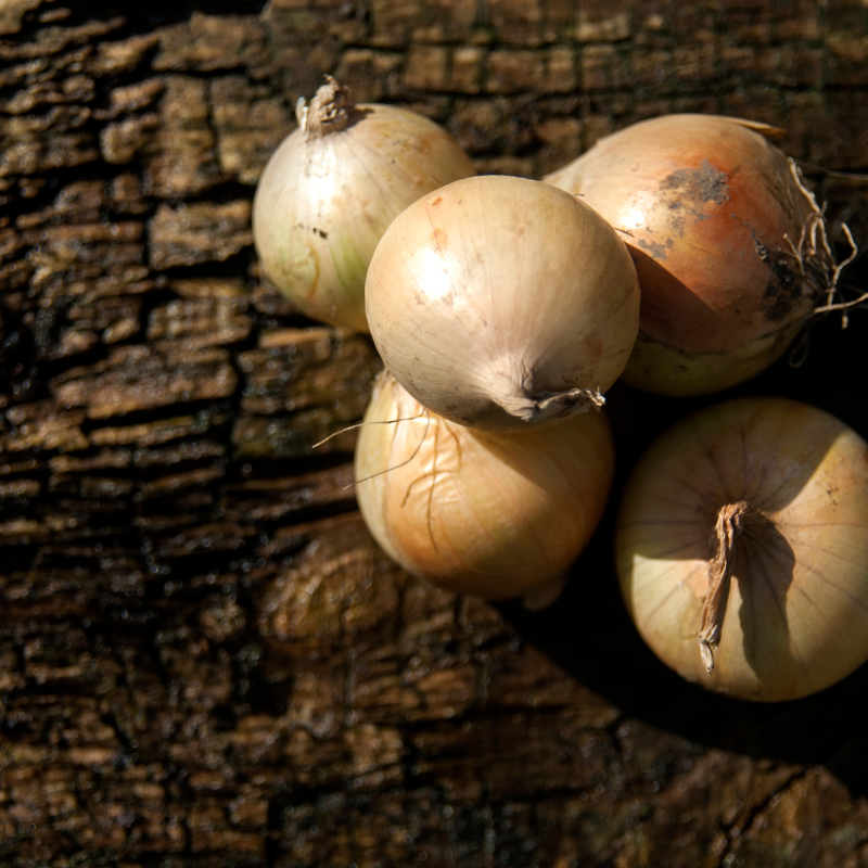 Black gold onion, Gouden Ui seeds - 30