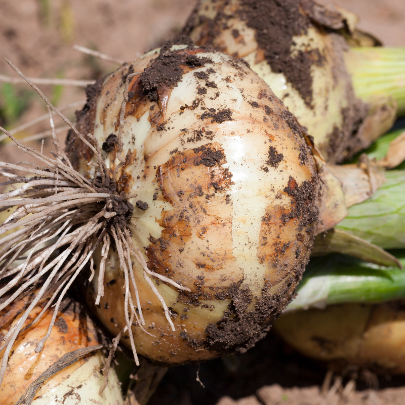 Black gold onion, Gouden Ui seeds - 30