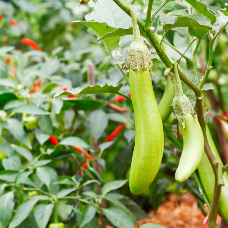 Eggplant green long seeds - 30