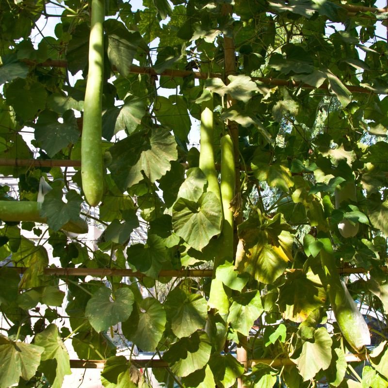 Eggplant green long seeds - 30