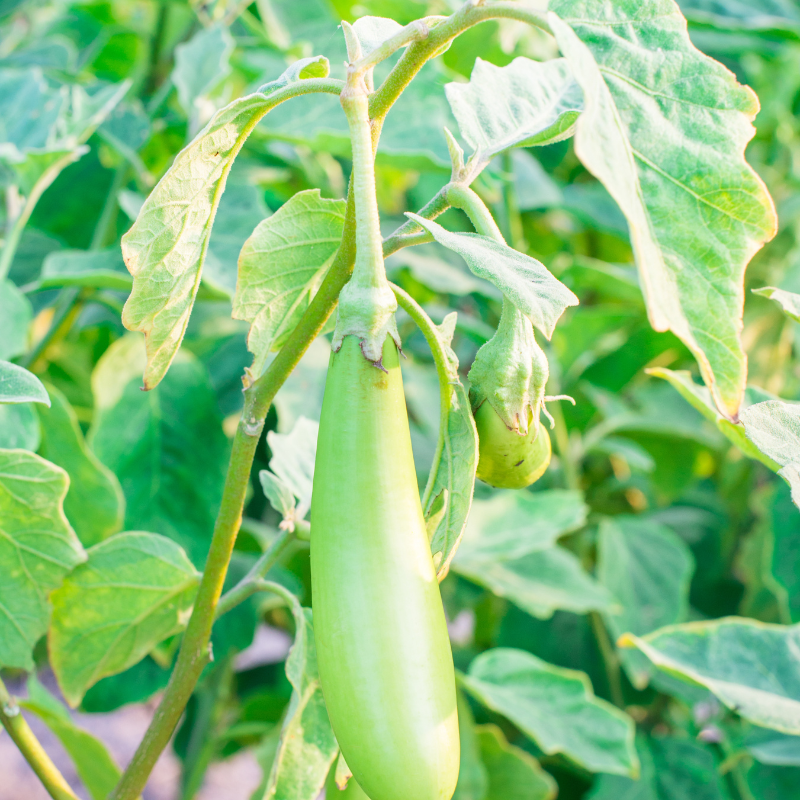 Eggplant green long seeds - 30