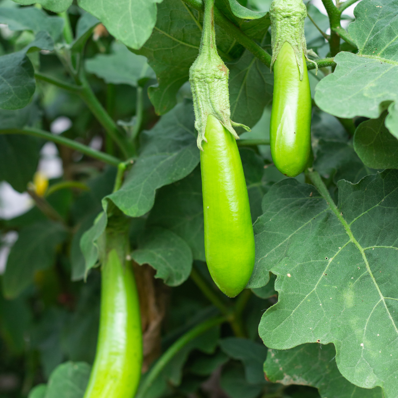 Eggplant green long seeds - 30