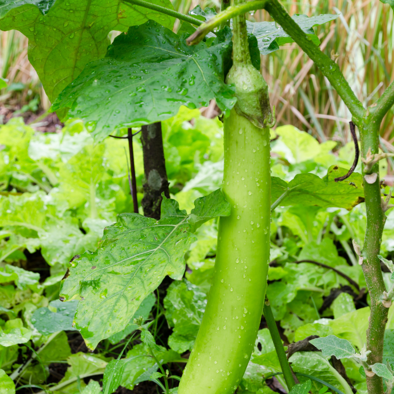 Eggplant green long seeds - 30