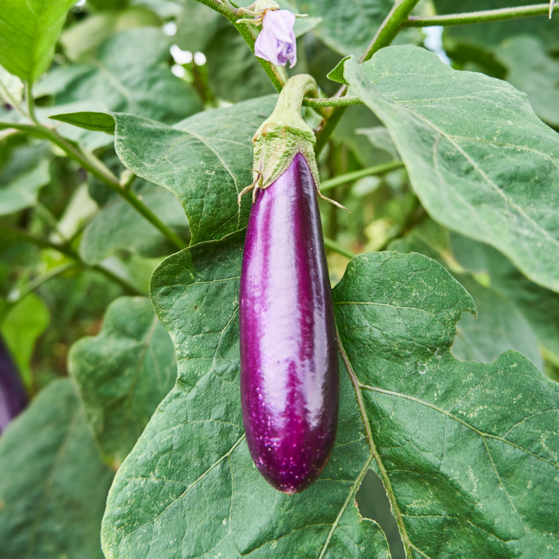 Eggplant siliguri long seeds - 30