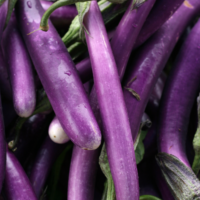 Eggplant siliguri long seeds - 30