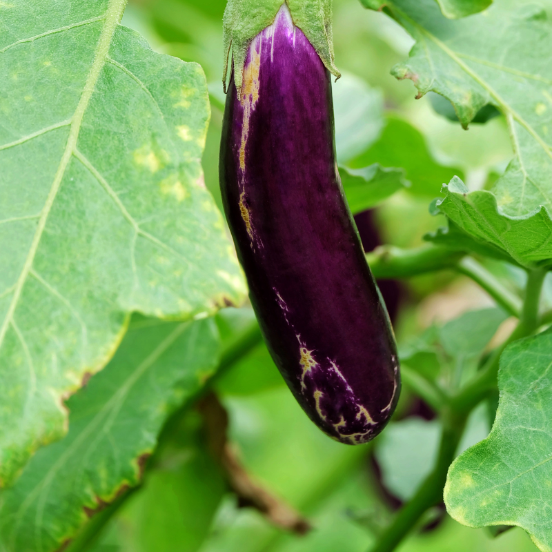 Eggplant siliguri long seeds - 30