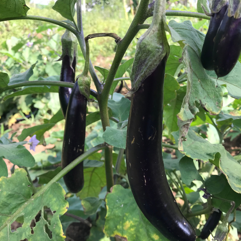 Eggplant siliguri long seeds - 30