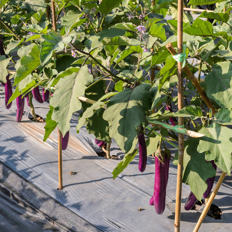 Eggplant siliguri long seeds - 30