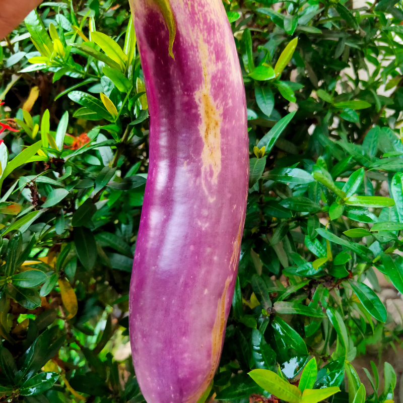 Eggplant siliguri long seeds - 30