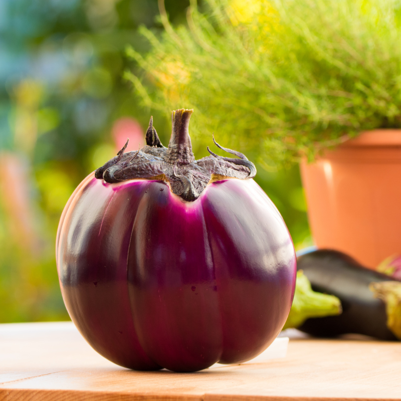 Eggplant purple round seeds - 30