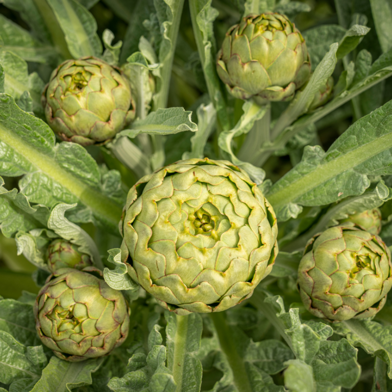 Artichoke Green globe Seeds — 30