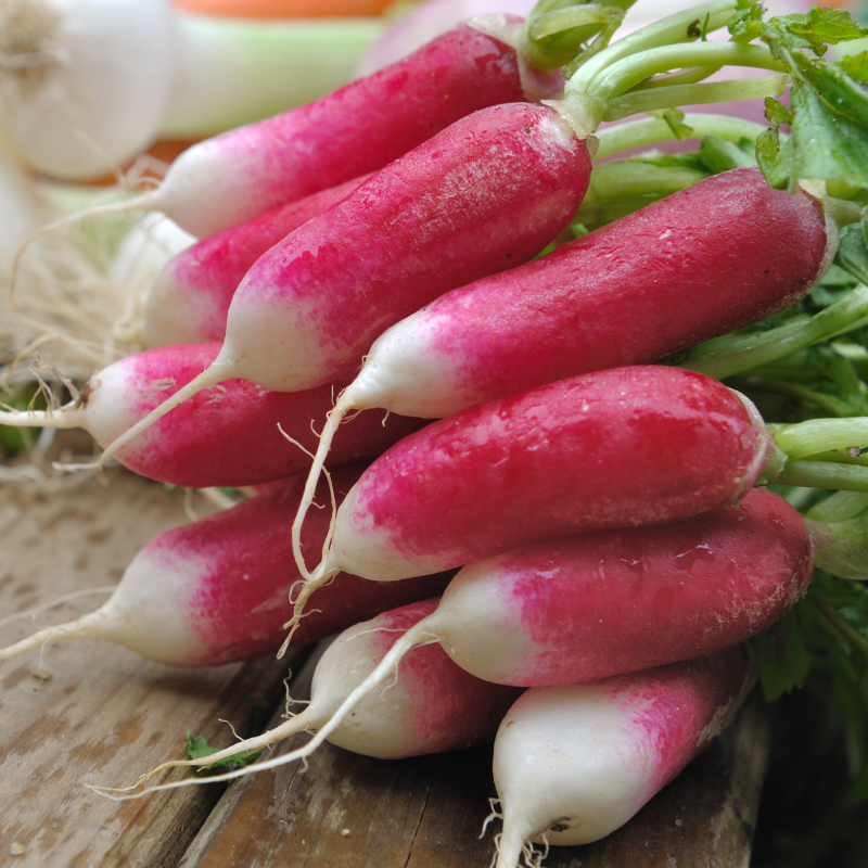 China Rose Radish Seeds — 100